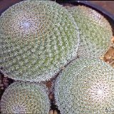 Mammillaria crucigera ssp tlalocii ©JL-679.jpg